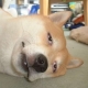 dreaming